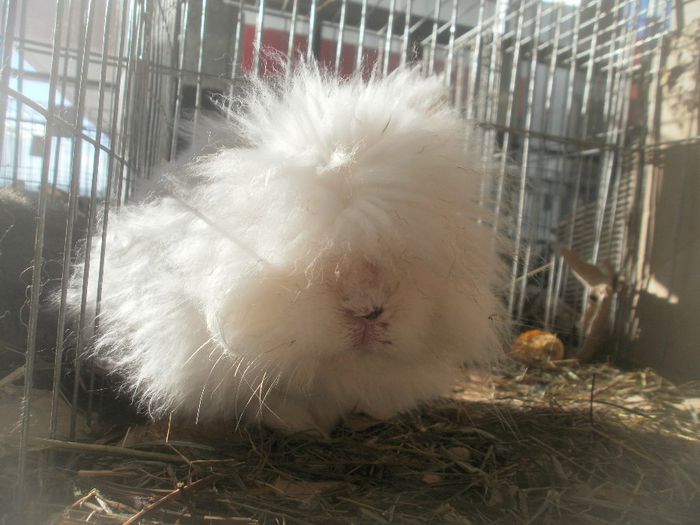 P1010289 - expo suceava 2014