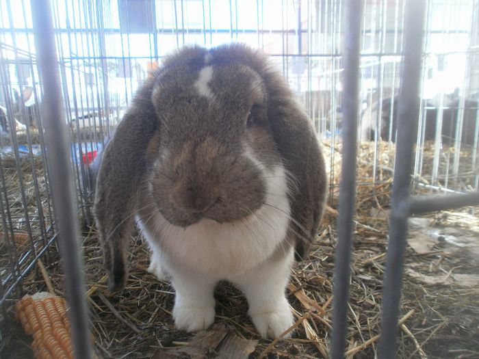 P1010296 - expo suceava 2014