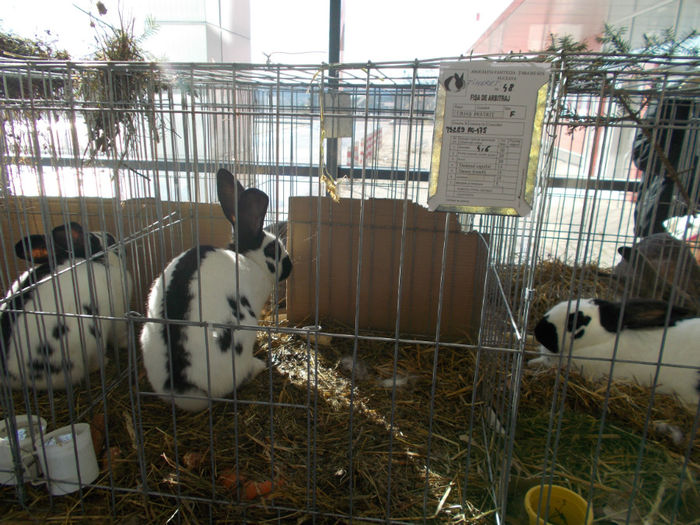 DSCN0680 - EXPO PAS BUCOVINA IANUARIE 2014