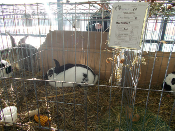 DSCN0682 - EXPO PAS BUCOVINA IANUARIE 2014