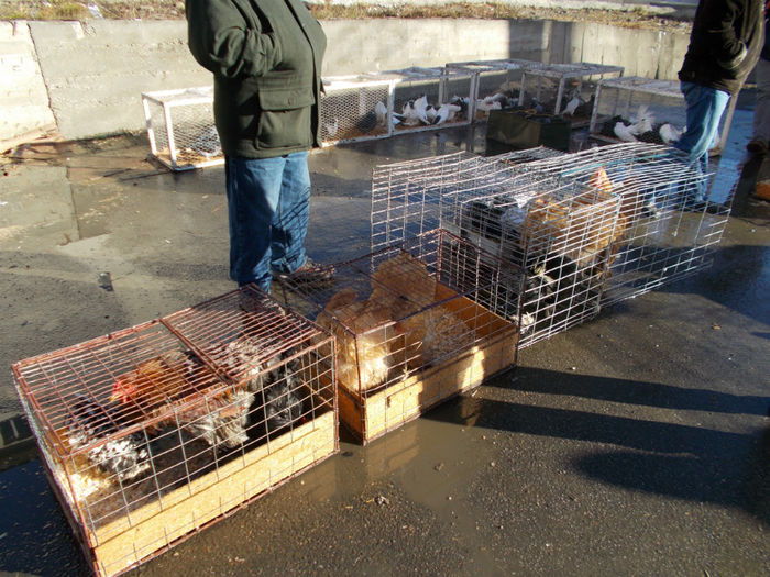 DSCN0520 - EXPO PAS BUCOVINA IANUARIE 2014