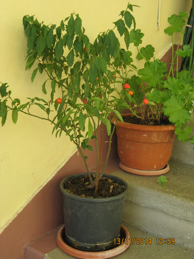 Acum pe casa scarilor la bloc..... - Solanum Pseudocapsicum