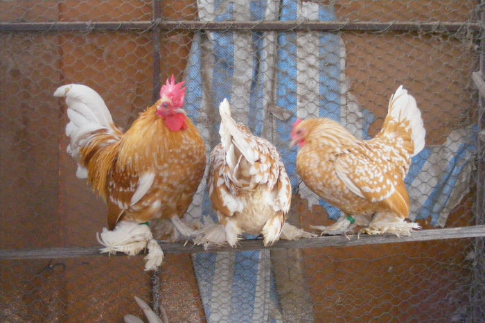 GALBEN BOBAT CU ALB (30)