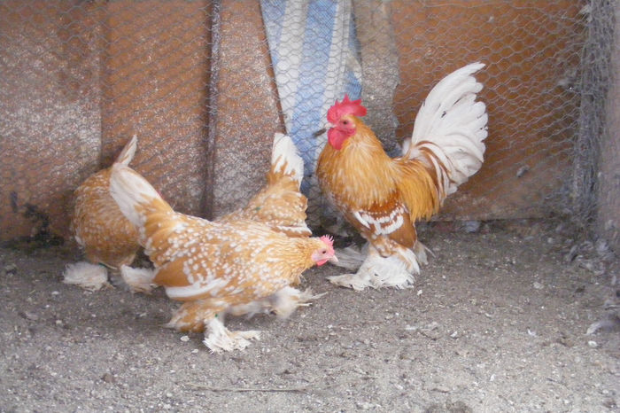 GALBEN BOBAT CU ALB (32)