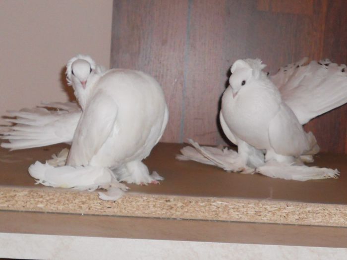 RSCN3286 - perechile de siberieni 2014