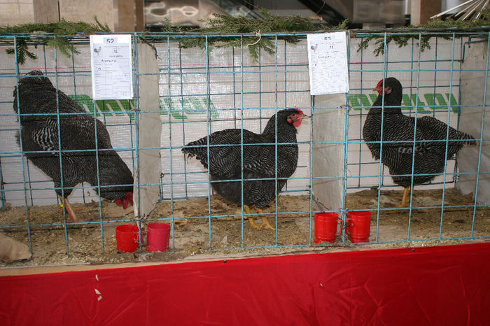 IMG_0758 - EXPO PAS BUCOVINA 10-12 ianuarie 2014