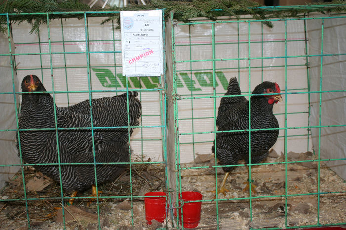 IMG_0760 - EXPO PAS BUCOVINA 10-12 ianuarie 2014
