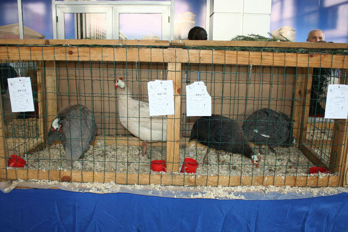 IMG_0771 - EXPO PAS BUCOVINA 10-12 ianuarie 2014