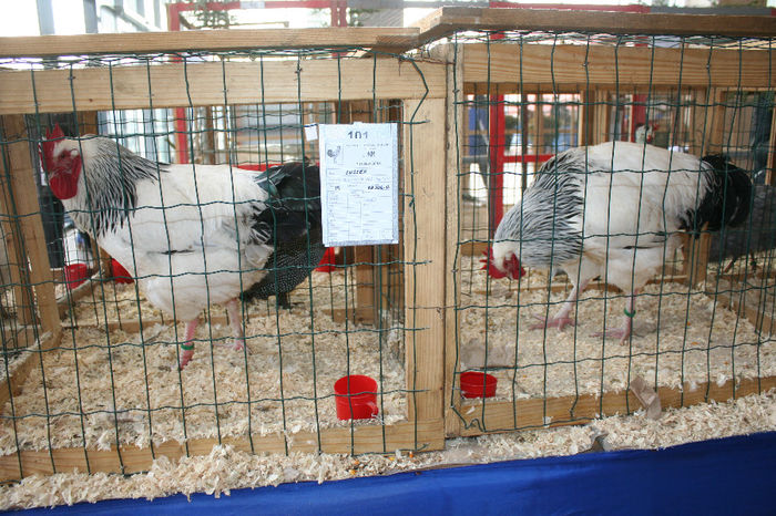 IMG_0779 - EXPO PAS BUCOVINA 10-12 ianuarie 2014