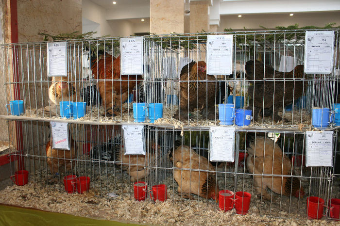 IMG_0809 - EXPO PAS BUCOVINA 10-12 ianuarie 2014