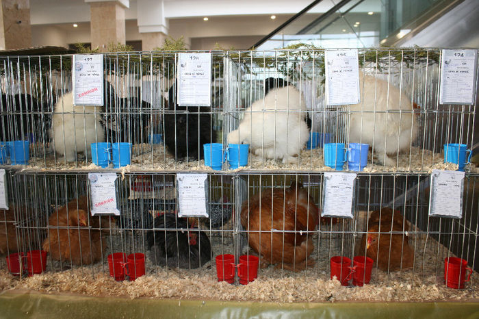 IMG_0812 - EXPO PAS BUCOVINA 10-12 ianuarie 2014