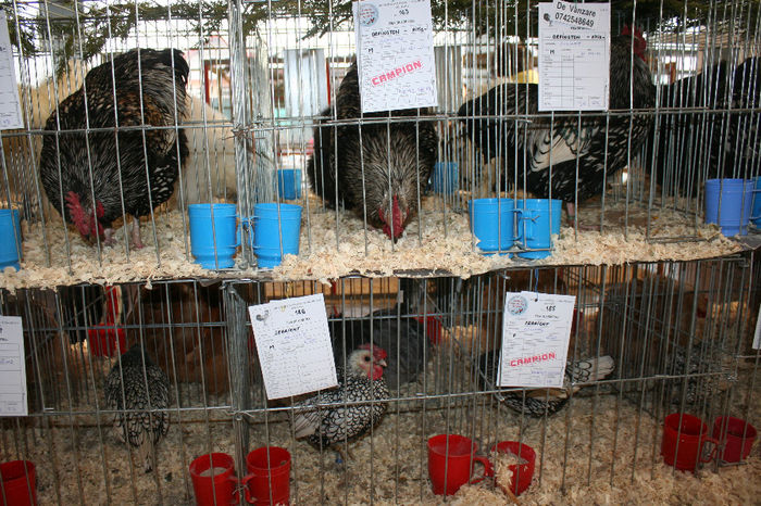 IMG_0813 - EXPO PAS BUCOVINA 10-12 ianuarie 2014