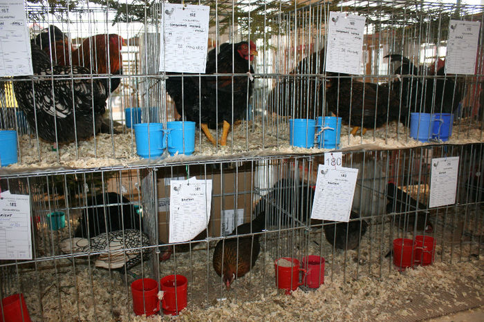 IMG_0814 - EXPO PAS BUCOVINA 10-12 ianuarie 2014