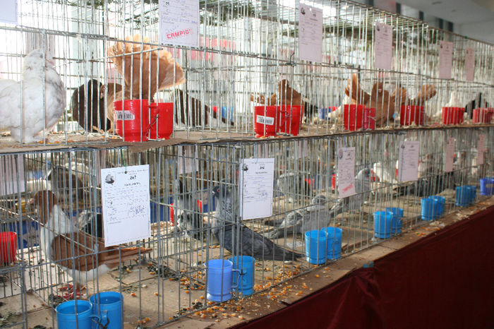 IMG_0817 - EXPO PAS BUCOVINA 10-12 ianuarie 2014