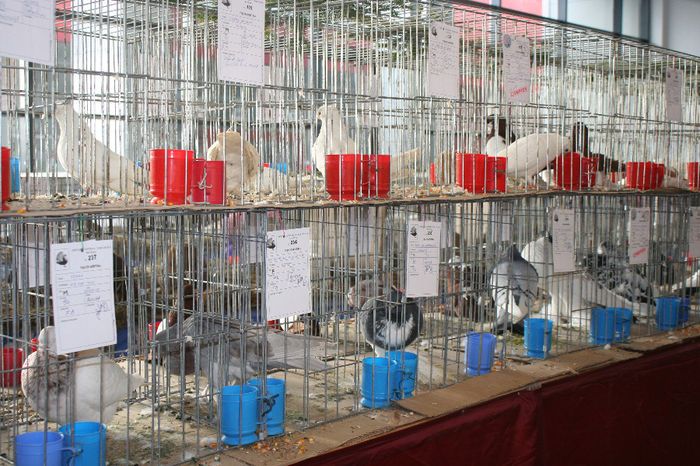 IMG_0818 - EXPO PAS BUCOVINA 10-12 ianuarie 2014