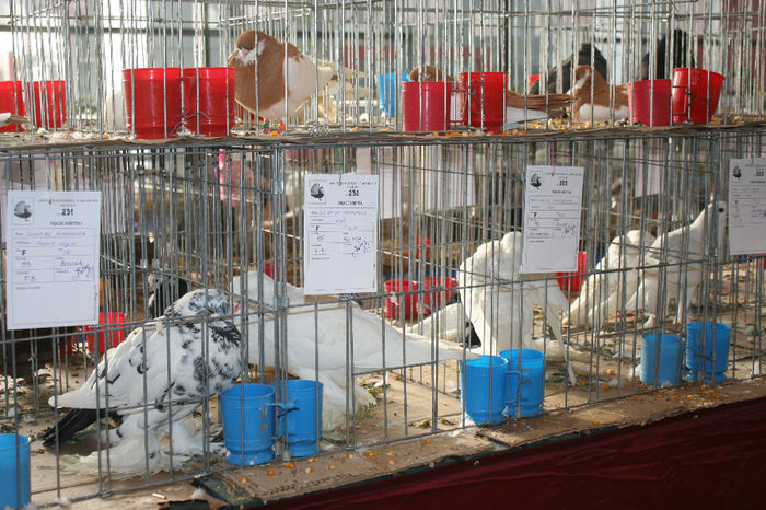 IMG_0819 - EXPO PAS BUCOVINA 10-12 ianuarie 2014