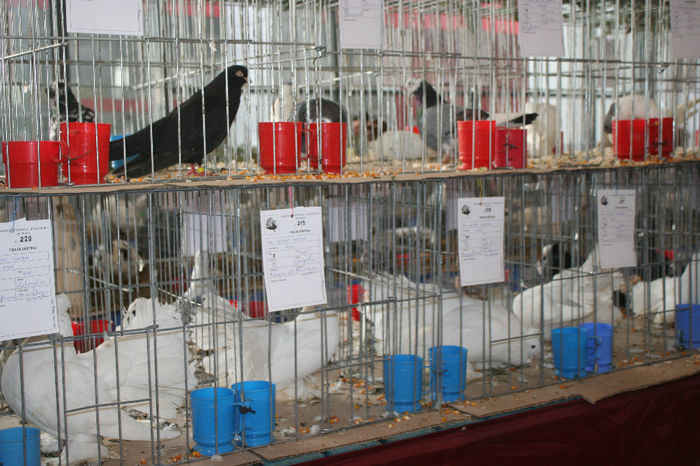 IMG_0821 - EXPO PAS BUCOVINA 10-12 ianuarie 2014