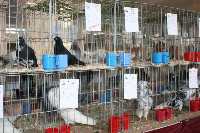 IMG_0829 - EXPO PAS BUCOVINA 10-12 ianuarie 2014