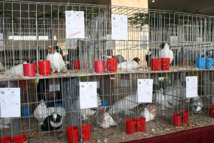IMG_0831 - EXPO PAS BUCOVINA 10-12 ianuarie 2014