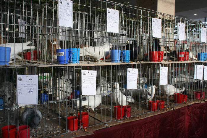 IMG_0832 - EXPO PAS BUCOVINA 10-12 ianuarie 2014
