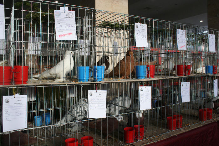 IMG_0833 - EXPO PAS BUCOVINA 10-12 ianuarie 2014