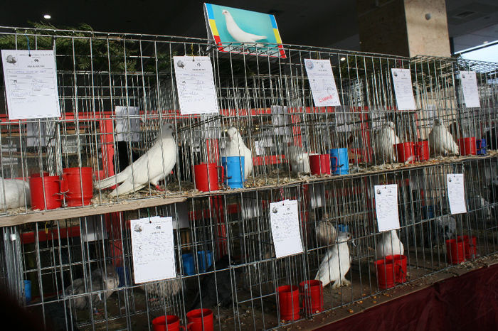 IMG_0834 - EXPO PAS BUCOVINA 10-12 ianuarie 2014