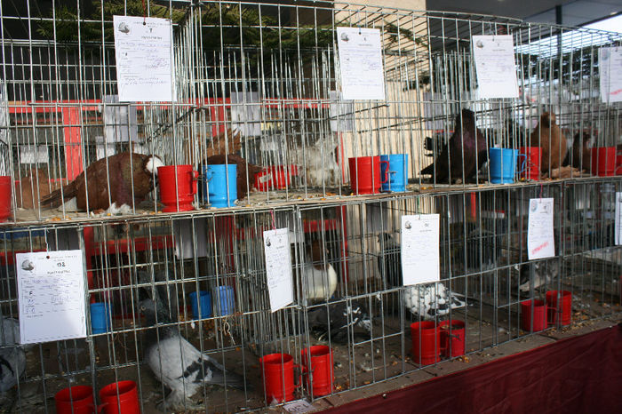 IMG_0835 - EXPO PAS BUCOVINA 10-12 ianuarie 2014