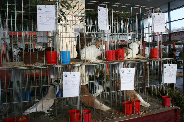 IMG_0836 - EXPO PAS BUCOVINA 10-12 ianuarie 2014