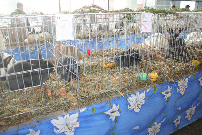 IMG_0837 - EXPO PAS BUCOVINA 10-12 ianuarie 2014