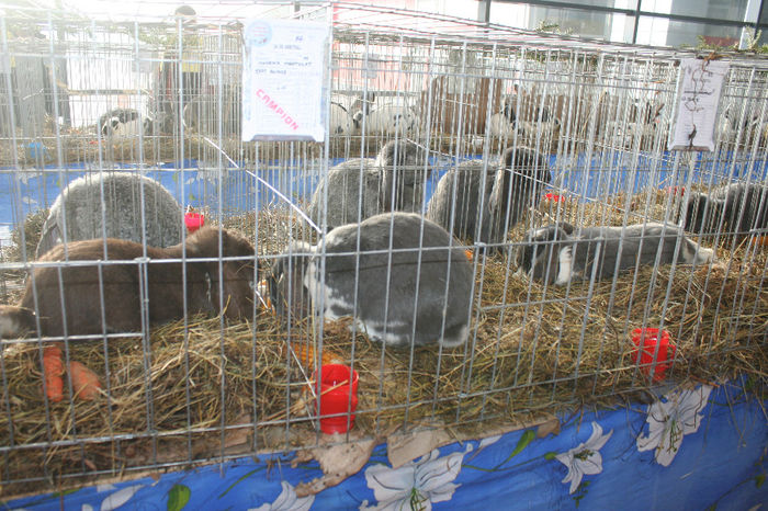 IMG_0839 - EXPO PAS BUCOVINA 10-12 ianuarie 2014