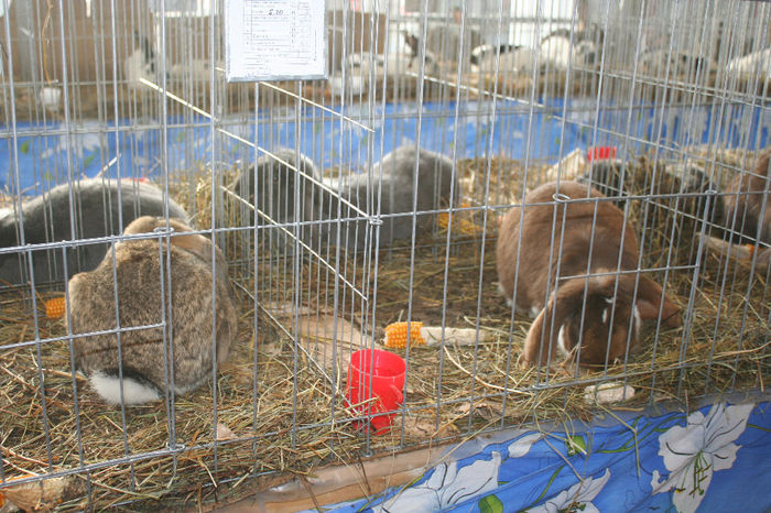 IMG_0840 - EXPO PAS BUCOVINA 10-12 ianuarie 2014