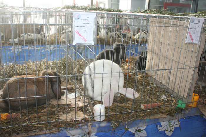 IMG_0842 - EXPO PAS BUCOVINA 10-12 ianuarie 2014