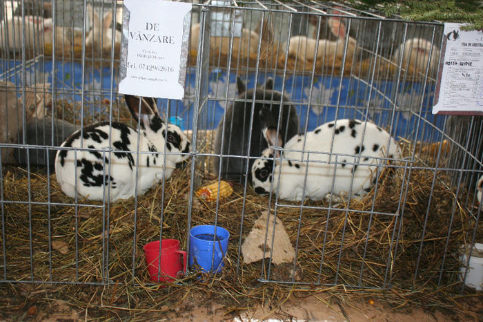 IMG_0845 - EXPO PAS BUCOVINA 10-12 ianuarie 2014