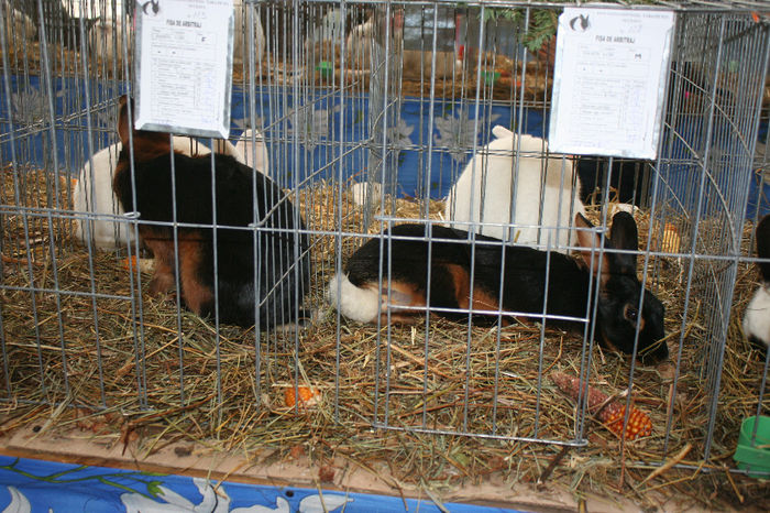 IMG_0847 - EXPO PAS BUCOVINA 10-12 ianuarie 2014