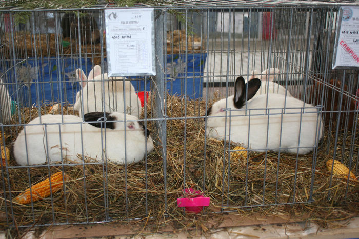 IMG_0848 - EXPO PAS BUCOVINA 10-12 ianuarie 2014