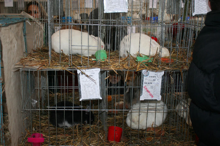 IMG_0852 - EXPO PAS BUCOVINA 10-12 ianuarie 2014