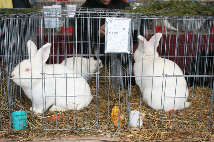 IMG_0856 - EXPO PAS BUCOVINA 10-12 ianuarie 2014