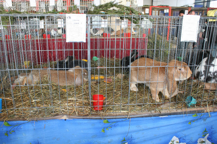 IMG_0860 - EXPO PAS BUCOVINA 10-12 ianuarie 2014
