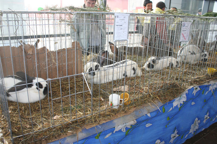 IMG_0862 - EXPO PAS BUCOVINA 10-12 ianuarie 2014