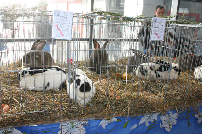 IMG_0864 - EXPO PAS BUCOVINA 10-12 ianuarie 2014