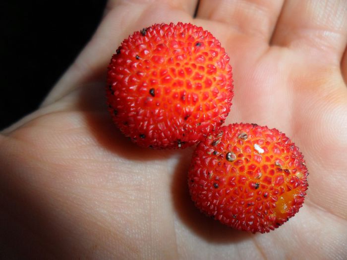 arbutus unedo ,2 fructe delicioase - Cateva plante din colectia personala din gradina si altele la vanzare