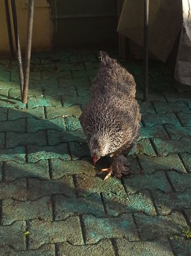 poza facuta in 13 01  2014 - cocos herminat inchis 2013