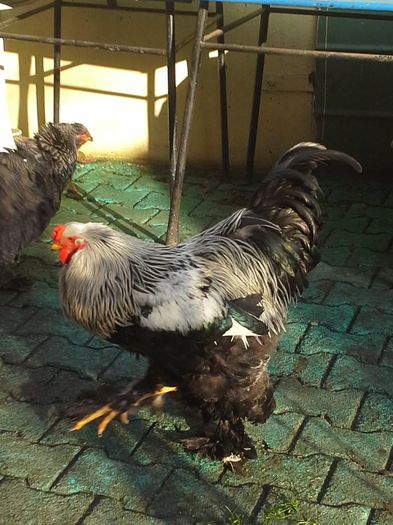 poza facuta in 13 01  2014 - cocos herminat inchis 2013