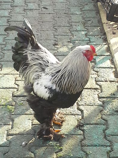 poza facuta in 13 01  2014 - cocos herminat inchis 2013