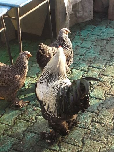 poza facuta in 13 01  2014 - cocos herminat inchis 2013