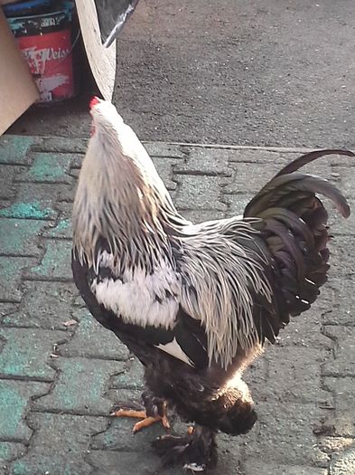 poza facuta in 13 01  2014 - cocos herminat inchis 2013