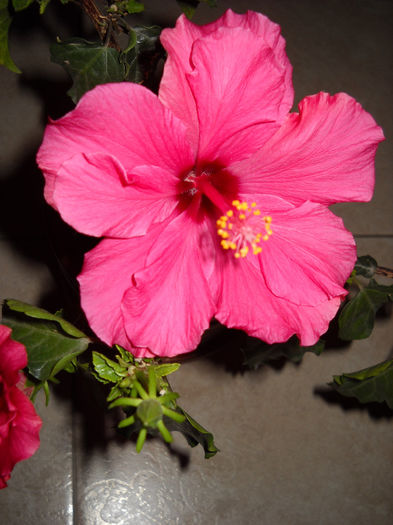 C11.01.014 - HIBISCUS- 2014