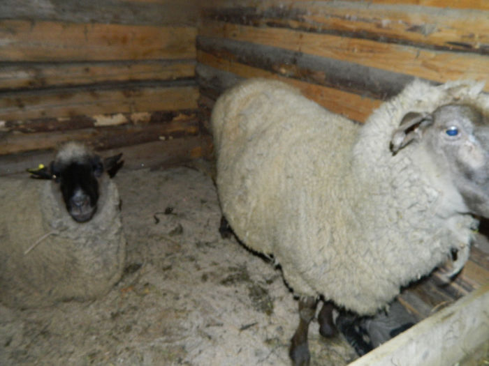 Fenykep eszter 199 - Animale ce detin 2014 la noua ferma