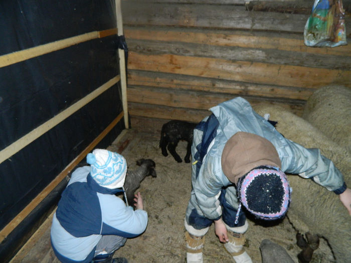 Fenykep eszter 204 - Animale ce detin 2014 la noua ferma