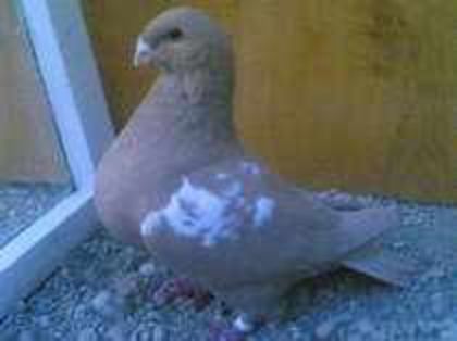 53780273_NEWXHUH2 f 2009 hu